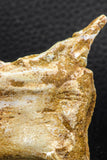07733 - Top Rare 2.25 Inch Spinosaurus Dinosaur Partial Caudal (Tail) Vertebra Bone Cretaceous KemKem Beds