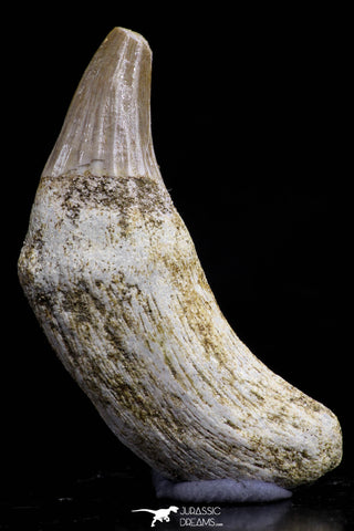 20746 - Finest Grade 1.64 Inch Platecarpus ptychodon (Mosasaur) Rooted Tooth