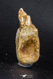 07733 - Top Rare 2.25 Inch Spinosaurus Dinosaur Partial Caudal (Tail) Vertebra Bone Cretaceous KemKem Beds