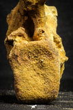 22169 - Top Rare 4.26 Inch Unidentified Dinosaur Caudal Vertebra Bone Cretaceous KemKem Beds