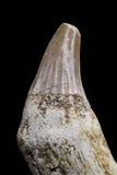 20746 - Finest Grade 1.64 Inch Platecarpus ptychodon (Mosasaur) Rooted Tooth