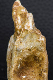 07733 - Top Rare 2.25 Inch Spinosaurus Dinosaur Partial Caudal (Tail) Vertebra Bone Cretaceous KemKem Beds
