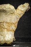 22170 - Top Rare 4.50 Inch Spinosaurus Dinosaur Partial Caudal (Tail) Vertebra Bone Cretaceous KemKem Beds