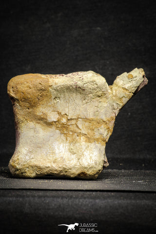 22170 - Top Rare 4.50 Inch Spinosaurus Dinosaur Partial Caudal (Tail) Vertebra Bone Cretaceous KemKem Beds