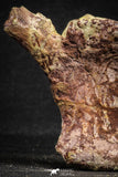 22170 - Top Rare 4.50 Inch Spinosaurus Dinosaur Partial Caudal (Tail) Vertebra Bone Cretaceous KemKem Beds
