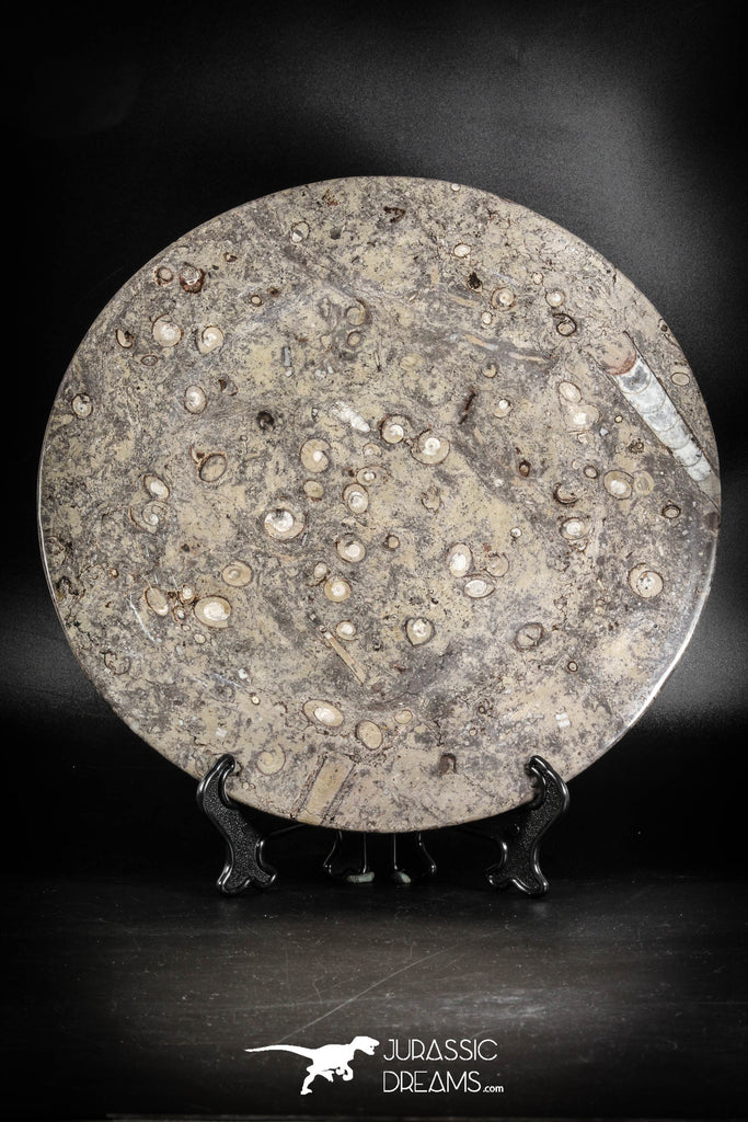 88885 - Top Beautiful Decorative Polished Circle Shaped Plate with Devonian Fossils