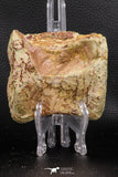 07734 - Top Rare 3.17 Inch Spinosaurus Dinosaur Partial Caudal (Tail) Vertebra Bone Cretaceous KemKem Beds