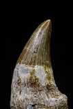 20747 - Great Quality 1.63 Inch Platecarpus ptychodon (Mosasaur) Rooted Tooth
