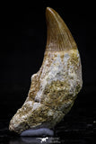20747 - Great Quality 1.63 Inch Platecarpus ptychodon (Mosasaur) Rooted Tooth