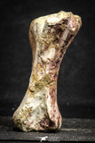 22170 - Top Rare 4.50 Inch Spinosaurus Dinosaur Partial Caudal (Tail) Vertebra Bone Cretaceous KemKem Beds