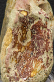 07734 - Top Rare 3.17 Inch Spinosaurus Dinosaur Partial Caudal (Tail) Vertebra Bone Cretaceous KemKem Beds