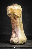 22170 - Top Rare 4.50 Inch Spinosaurus Dinosaur Partial Caudal (Tail) Vertebra Bone Cretaceous KemKem Beds