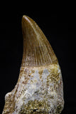 20747 - Great Quality 1.63 Inch Platecarpus ptychodon (Mosasaur) Rooted Tooth