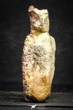 22170 - Top Rare 4.50 Inch Spinosaurus Dinosaur Partial Caudal (Tail) Vertebra Bone Cretaceous KemKem Beds