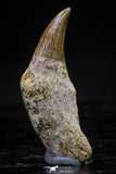 20748 - Great Quality 1.59 Inch Platecarpus ptychodon (Mosasaur) Rooted Tooth