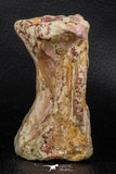 07734 - Top Rare 3.17 Inch Spinosaurus Dinosaur Partial Caudal (Tail) Vertebra Bone Cretaceous KemKem Beds