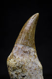 20748 - Great Quality 1.59 Inch Platecarpus ptychodon (Mosasaur) Rooted Tooth