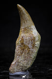 20748 - Great Quality 1.59 Inch Platecarpus ptychodon (Mosasaur) Rooted Tooth