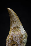 20748 - Great Quality 1.59 Inch Platecarpus ptychodon (Mosasaur) Rooted Tooth