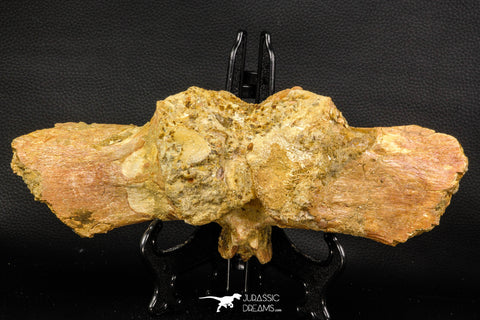 07735 - Top Rare 11.34 Inch Unidentified Dinosaur Partial Vertebral Bone Cretaceous KemKem