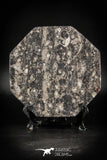88888 - Top Beautiful Decorative Polished Octagon Shaped Plate with Devonian Fossils