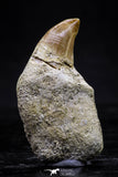 20749 - Great Quality 1.53 Inch Platecarpus ptychodon (Mosasaur) Rooted Tooth
