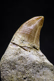 20749 - Great Quality 1.53 Inch Platecarpus ptychodon (Mosasaur) Rooted Tooth