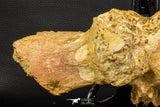 07735 - Top Rare 11.34 Inch Unidentified Dinosaur Partial Vertebral Bone Cretaceous KemKem