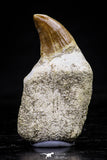 20749 - Great Quality 1.53 Inch Platecarpus ptychodon (Mosasaur) Rooted Tooth