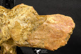 07735 - Top Rare 11.34 Inch Unidentified Dinosaur Partial Vertebral Bone Cretaceous KemKem