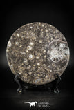 88889 - Top Beautiful Decorative Polished Circle Shaped Plate with Devonian Fossils