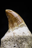 20749 - Great Quality 1.53 Inch Platecarpus ptychodon (Mosasaur) Rooted Tooth