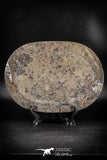 88890 - Top Beautiful Decorative Polished Oval Shaped Plate with Devonian Fossils