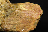 07735 - Top Rare 11.34 Inch Unidentified Dinosaur Partial Vertebral Bone Cretaceous KemKem