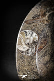 88890 - Top Beautiful Decorative Polished Oval Shaped Plate with Devonian Fossils