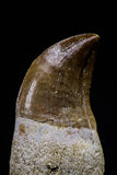 20750 - Top Beautiful Rooted 1.72 Inch Mosasaur (Prognathodon anceps) Tooth