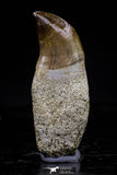 20750 - Top Beautiful Rooted 1.72 Inch Mosasaur (Prognathodon anceps) Tooth
