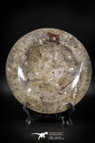 88891 - Top Beautiful Decorative Polished Circle Shaped Plate with Devonian Fossils