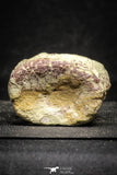 22172 - Top Rare 2.63 Inch Spinosaurus Dinosaur Partial Caudal (Tail) Vertebra Bone Cretaceous KemKem Beds