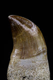 20750 - Top Beautiful Rooted 1.72 Inch Mosasaur (Prognathodon anceps) Tooth