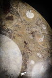 88891 - Top Beautiful Decorative Polished Circle Shaped Plate with Devonian Fossils