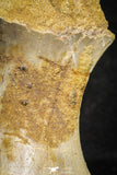 22173 - Top Rare 4.20 Inch Spinosaurus Dinosaur Partial Caudal (Tail) Vertebra Bone Cretaceous KemKem Beds