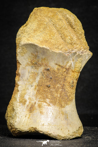 22173 - Top Rare 4.20 Inch Spinosaurus Dinosaur Partial Caudal (Tail) Vertebra Bone Cretaceous KemKem Beds