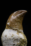 20751 - Top Beautiful Rooted 1.48 Inch Mosasaur (Prognathodon anceps) Tooth