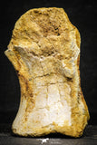 22173 - Top Rare 4.20 Inch Spinosaurus Dinosaur Partial Caudal (Tail) Vertebra Bone Cretaceous KemKem Beds