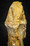 22173 - Top Rare 4.20 Inch Spinosaurus Dinosaur Partial Caudal (Tail) Vertebra Bone Cretaceous KemKem Beds