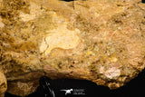 07735 - Top Rare 11.34 Inch Unidentified Dinosaur Partial Vertebral Bone Cretaceous KemKem