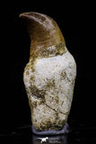 20751 - Top Beautiful Rooted 1.48 Inch Mosasaur (Prognathodon anceps) Tooth