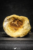 22173 - Top Rare 4.20 Inch Spinosaurus Dinosaur Partial Caudal (Tail) Vertebra Bone Cretaceous KemKem Beds