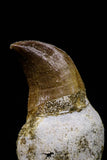 20751 - Top Beautiful Rooted 1.48 Inch Mosasaur (Prognathodon anceps) Tooth